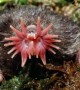 9 Strangest Looking Animals You Won\'t Believe Really Exist