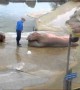 Watch A Walrus Channel Rocky Balboa And Do Sit Ups 