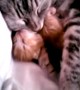 Watch This Heart Warming Video Of A Cat Hugging Her Kitten