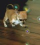 Watch This Ultra Slow Motion Video Of Cute Chihuahua Playing With Bubbles