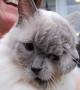 Meet The World\'s Oldest Living Two-Faced Cat