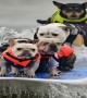 15 Animals Who Are Amazingly Good At Surfing
