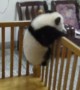 Cute Baby Pandas Try To Escape In The Most Adorable Way Possible