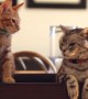 A Wise Old Cat Explains To Its Kitten About A New Family Member