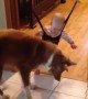 Watch A Dog Try To Save A Baby Human From Its Shadow