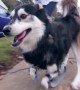 Dog Runs For The First Time With 3D Printed Prosthetics