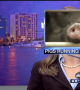 Watch 2014\'s Best News Bloopers In One Hilarious Video