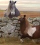 Why This Moonwalking Pony So Important To Everyone