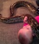 Man Forces His Baby To Play With A Giant Snake Just So He Can Start A Zoo