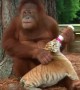 See how Asian ape Orangutan is babysitting cubs, cute and inspiring 
