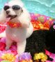 Doggy Pool Party Will Make You Smile!