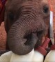 Watch baby elephant drinking milk from a bottle