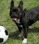 This \'footballer\' dog is amazing: Has he got FIFA fever?