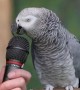 This Parrot is more talented than I\'ll ever be