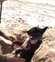 Dog Loves Being Buried in Sand