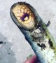 Bizarre lamprey caught in Lake Ontario
