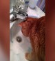 Funny Cat Tries to Fight Water