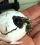 Baby tortoise hatches from shell