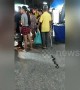 Old man has fun scaring people with his toy snake