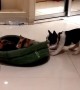 Determined puppy attempts to reclaim stolen bed from cat