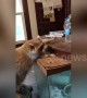 Mischievous raccoon uses tortoise as stool