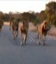 Brit tourist has incredible close encounter with pride of lionesses
