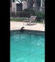 British woman amazed by two otters swimming in her apartment\'s pool