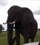 Wild elephant in Zimbabwe uses trunk to say hello