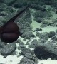 Submarine Captures A Rare Footage Of A ‘Shape-Shifting’ Gulper Eel 
