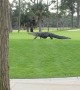 Huge Gator Strolls Through South Carolina Golf Course