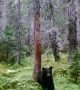 Bear Scratches an Itch