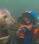 Adorable wild seal follows diver to give him a hug