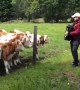 Herd of cows rush over to listen to accordion player