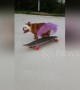 Pumpkin the bulldog skateboards in a tutu