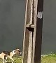 Dog Hops High Wall After Many Attempts