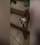 Brave Puppy Goes Down Stairs For The First Time