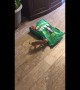 Two-month-old Chihuahua attacks 15lb bag of dog food