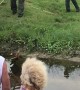 Giant Gator Removed from Drainage Ditch