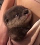 Otter Pup Cuddles