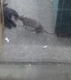 New York Rat Bullies Cat out of the Way