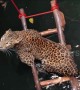 Leopard rescued from drowning in deep well in India