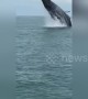 Amazing tourist boat encounter with humpback whale