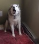 Extremely stubborn husky throws hilarious temper tantrum
