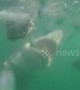 Frenzied Great white shark takes a bite out of smaller shark