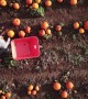 Ready for Halloween? Dronecam shows harvest at huge UK pumpkin farm