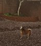 Dog Can\'t Get Enough of Hail