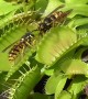 Yellow Jackets Captured by Venus Fly Trap