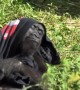 What a fashionista! This gorilla loves her new jumper