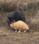 Hank the pig gets some love from feral cat