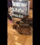 Synchronised sausage dogs: four pooches waddle in unison